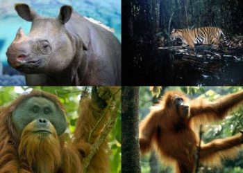4 satwa di Indonesia yang terancam mengalami kepunahan