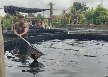 Penghasilan Jutaan dari Budidaya Lele dan Daphnia