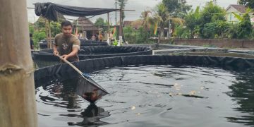 Penghasilan Jutaan dari Budidaya Lele dan Daphnia