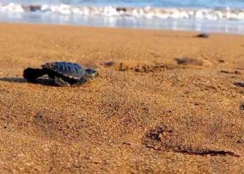 Desa Wonocoyo Trenggalek masuk desa wisata nasional