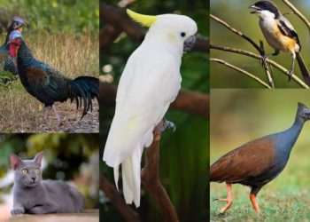 Macam-macam fauna endemik Madura