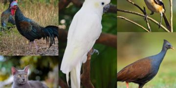 Macam-macam fauna endemik Madura