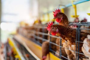 Bisnis kandang peternak ayam di Blitar disorot DPRD