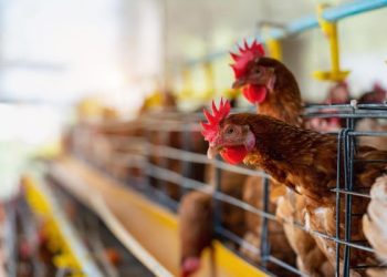Bisnis kandang peternak ayam di Blitar disorot DPRD