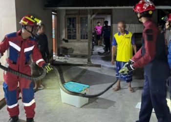 Tim Damkar Trenggalek meringkus ular king kobra
