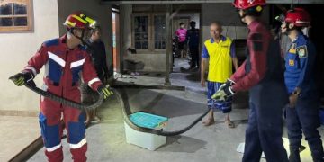 Tim Damkar Trenggalek meringkus ular king kobra