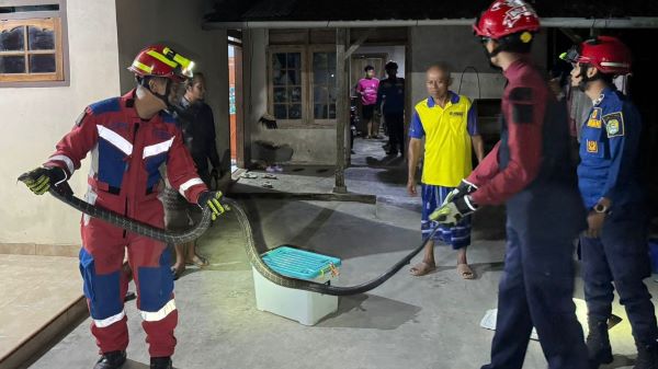 Tim Damkar Trenggalek meringkus ular king kobra