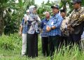 Dua Kelurahan Disiapkan Untuk Urban Farming, Mbak Wali Lakukan Peninjauan