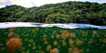 Danau kakaban rumah ubur-ubur air payau