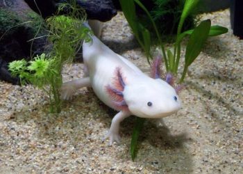 hewan unik axolotl