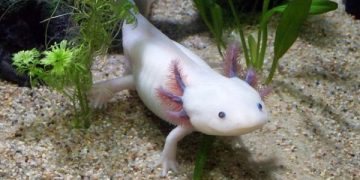 hewan unik axolotl