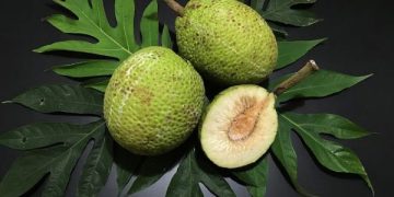 viral sukun matang untuk kesehatan