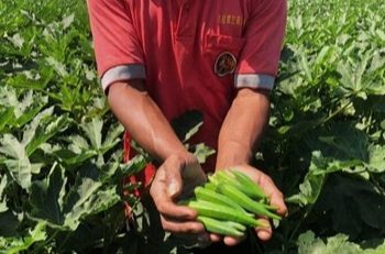 Tanaman Okra yang dibudidayakan petani Jember dan berhasil menembus pasar Asia. Dok: Diskominfo Jember
