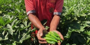 Tanaman Okra yang dibudidayakan petani Jember dan berhasil menembus pasar Asia. Dok: Diskominfo Jember