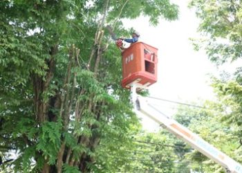 Petugas BPBD Jember saat perempesan pohan di Jalan Jawa
