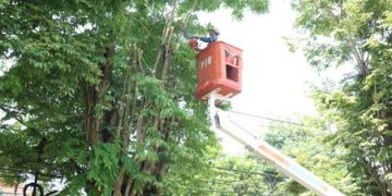 Petugas BPBD Jember saat perempesan pohan di Jalan Jawa