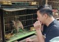 Raup Cuan Dari Pengembangbiakan “Luwak”