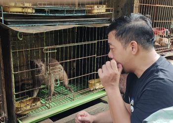 Raup Cuan Dari Pengembangbiakan “Luwak”