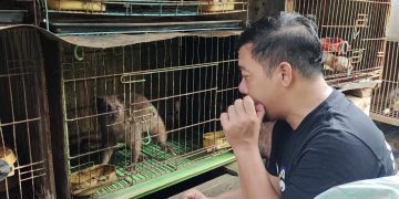 Raup Cuan Dari Pengembangbiakan “Luwak”