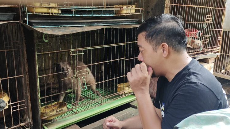 Raup Cuan Dari Pengembangbiakan “Luwak”