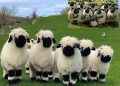 domba valais blacknose