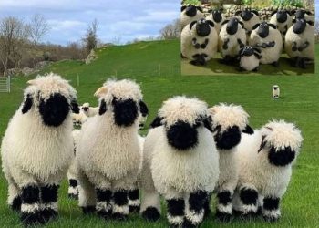 domba valais blacknose