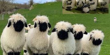 domba valais blacknose