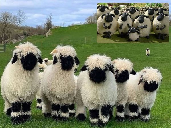 domba valais blacknose
