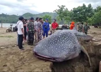 hiu paus terdampar mati di tulungagung