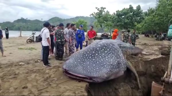 hiu paus terdampar mati di tulungagung