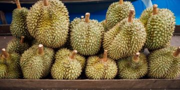 konfrontasi durian antara indonesia dan malaysia
