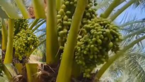 kurma tropis lombok utara