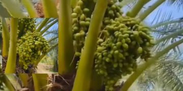 kurma tropis lombok utara