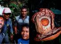 bunga rafflesia hasseltii