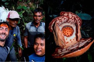 bunga rafflesia hasseltii