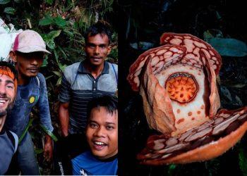 bunga rafflesia hasseltii