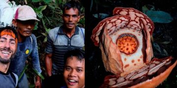 bunga rafflesia hasseltii