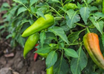 dbhcht 2025 menjaga stok cabai di blitar