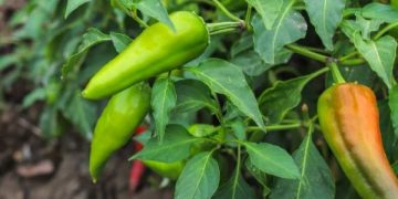 dbhcht 2025 menjaga stok cabai di blitar