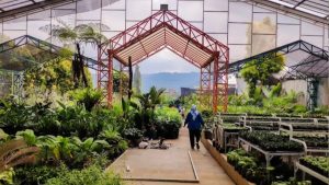 surga tanaman hias malang raya
