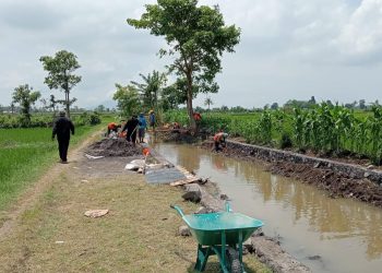 OPLAH 2025: Cara Baru Jember Menghidupkan Lahan Tidur dan Mengerek Produksi Padi