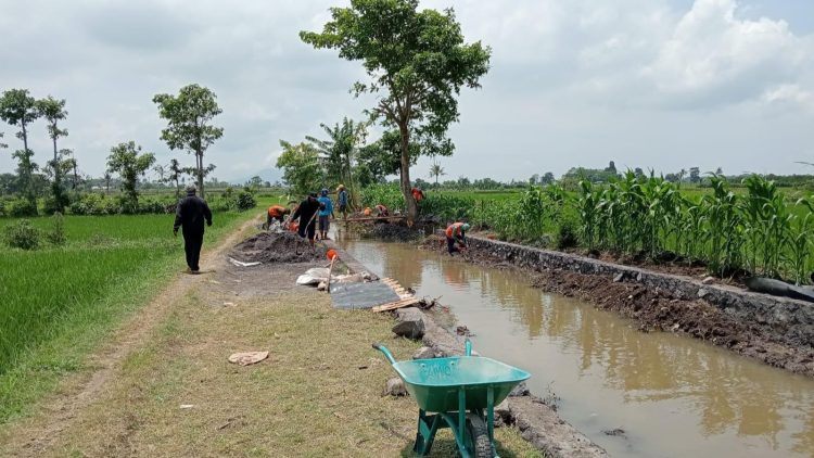 OPLAH 2025: Cara Baru Jember Menghidupkan Lahan Tidur dan Mengerek Produksi Padi