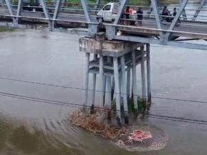 pembuangan limbah ayam ke sungai brantas