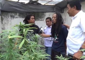 ladang ganja jombang