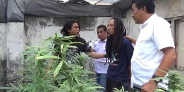 ladang ganja jombang