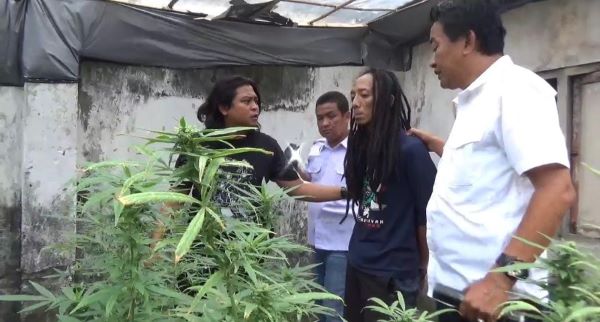 ladang ganja jombang