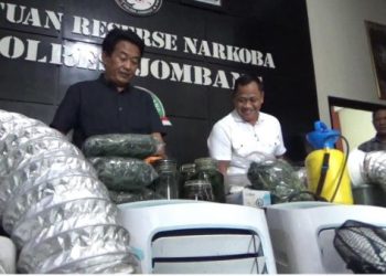 barang bukti ladang ganja jombang