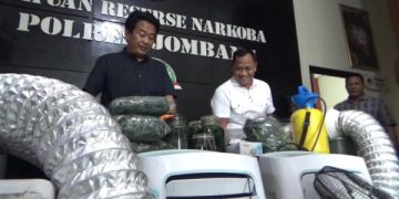 barang bukti ladang ganja jombang