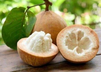 Menu Makan Bergizi Gratis (MBG) yang menampilkan buah kecapi sebagai menu buah untuk balita dan siswa SD