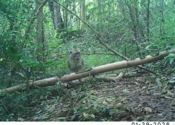 Camera trap BBKSDA Jawa Timur merekam satwa liar dilindungi di kawasan Hutan Kota Trenggalek